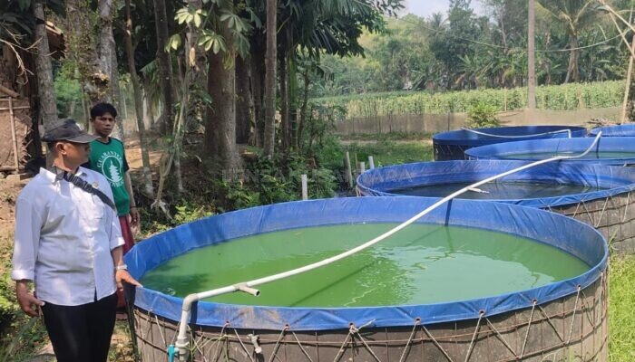 Pengelola BUMDes Lembengan Jaya Mandiri Jember Tegaskan Keuntungan Lele dan Kambing Kembali Pengembangan Modal Usaha