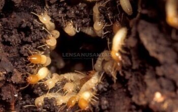 Sejuk di Permukaan, Lembap di Bawahnya: Kenapa Rumah di Bandung Rawan Digerogoti Rayap