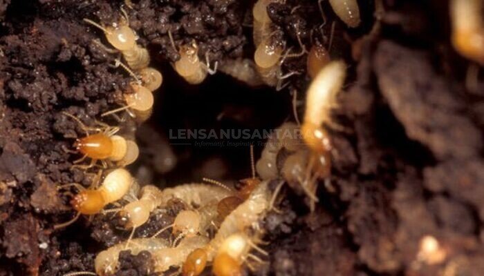 Sejuk di Permukaan, Lembap di Bawahnya: Kenapa Rumah di Bandung Rawan Digerogoti Rayap
