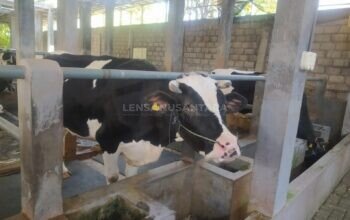 Peternakan Sapi Perah Riezda Indo Dairy, Serap Tanaga Kerja dan Gerakkan Ekonomi Warga Rowoindah Jember