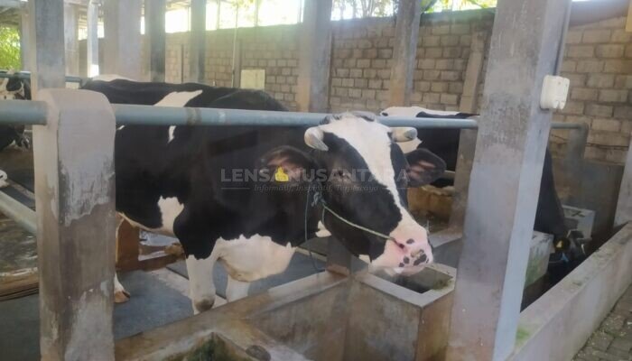 Peternakan Sapi Perah Riezda Indo Dairy, Serap Tanaga Kerja dan Gerakkan Ekonomi Warga Rowoindah Jember