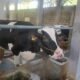 Peternakan Sapi Perah Riezda Indo Dairy, Serap Tanaga Kerja dan Gerakkan Ekonomi Warga Rowoindah Jember